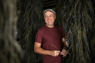 Mark Ponchak, a lavender farmer in McConnellsville, OH, with his drying lavender in the attic of his brotherâs brewery on November 6, 2023.